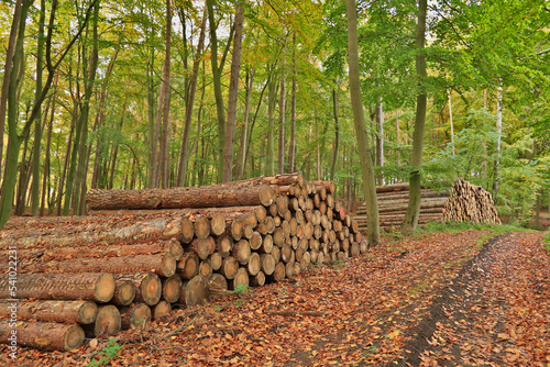 Holzpolter am Walweg im Herbst