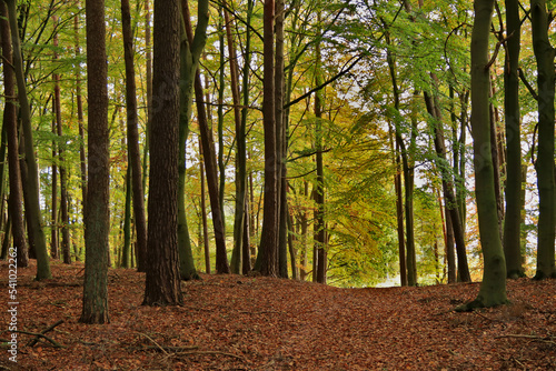 Laubwald mit viel Laub auf dem Waldboden im Herbst