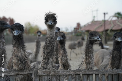 Selective shot of a flock of emus (Dromaius novaehollandiae) behind the wooden fence photo