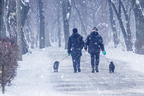 Photography A man and a woman walk with their dogs in the park in winter during snowfall