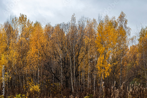 Birch grove with bright yellow, withering foliage in the autumn forest