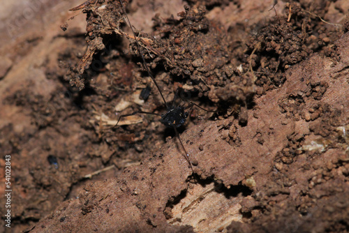 black eupnoi spider macro photo © Recep