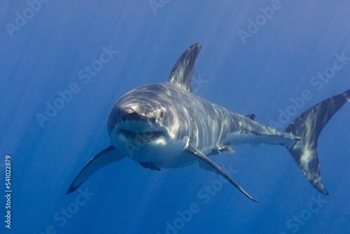 Great white shark in the water