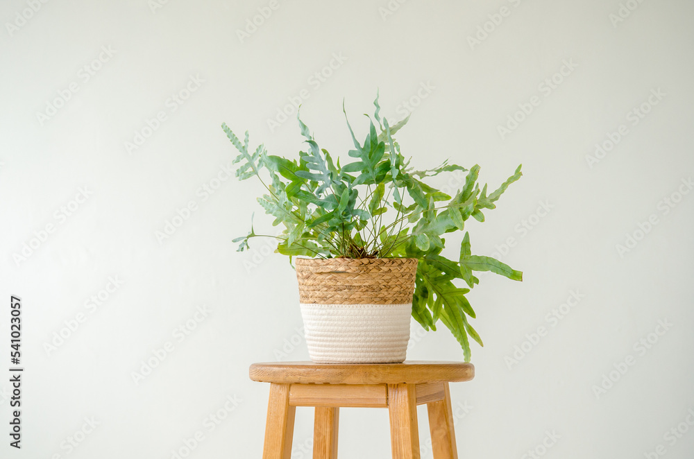 Houseplant phlebodium in a large wicker pot standing on a wooden stool on a white background, with copyspace