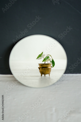 Small young houseplant in a copper pot stands in front of a round mirror on a black and white background