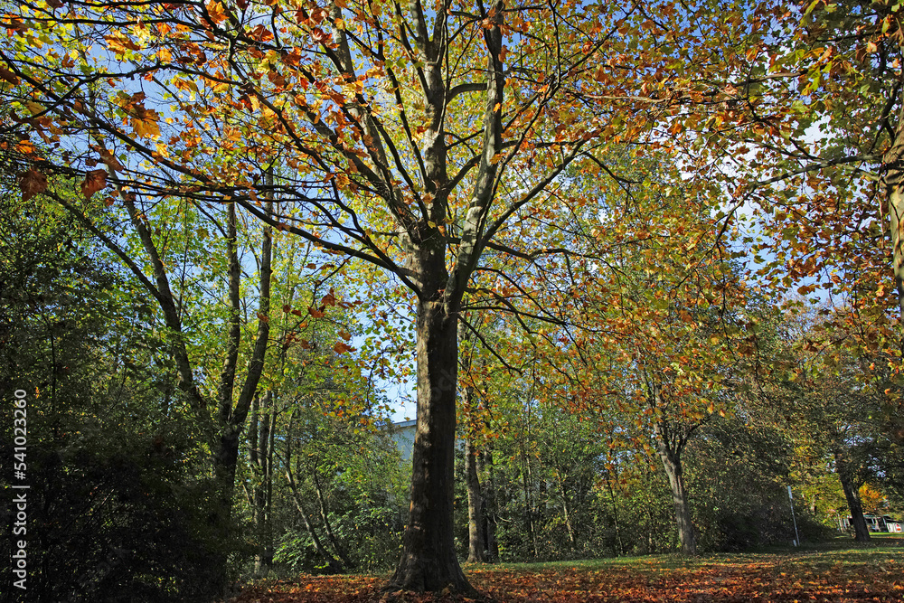 Fototapeta premium Baum im Herbst