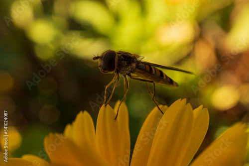 Im Garten