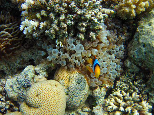 Amphiprion bicinctus or Red Sea clownfish hiding in a coral reef anemone  Sharm El Sheikh  Egypt