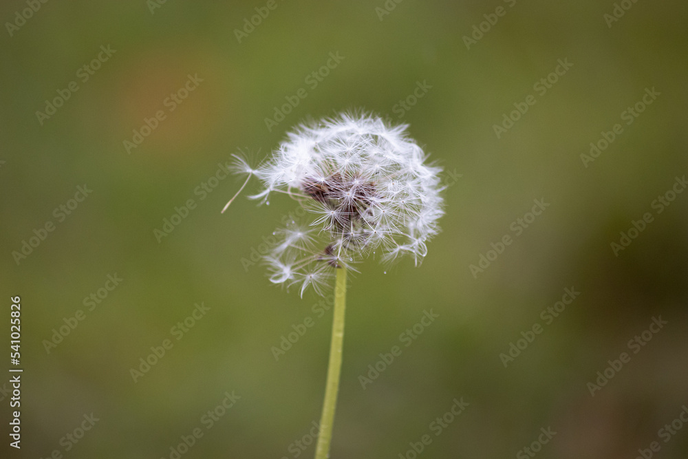 leicht feuchte Pusteblume, gemeiner Löwenzahn in Nahaufnahme nach regen leicht feuchte Pusteblume, gemeiner Löwenzahn in Nahaufnahme nach regen