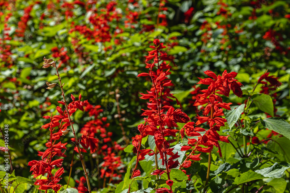 tree, plant, leaf and flower in spring in Brumadinho city, Minas Gerais State, Brazil tree, plant, leaf and flower in spring in Brumadinho city, Minas Gerais State, Brazil