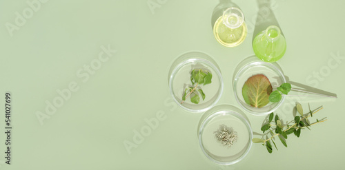 homeopathy medicine concept. wild herbs and plants in petri dishes and glassware. alternative medicine and naturopathy ingredients. banner, top view.