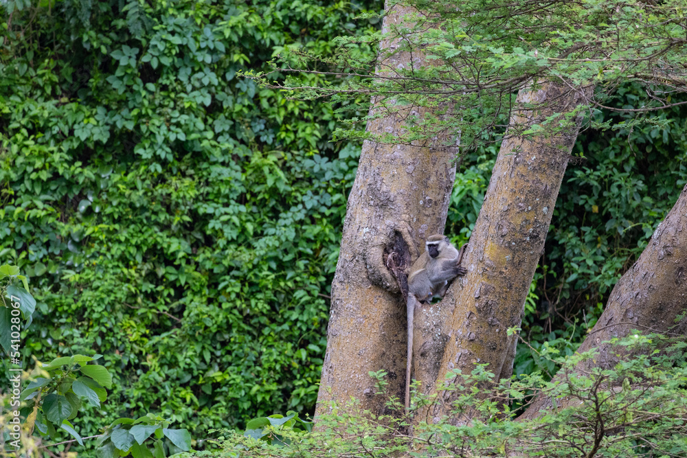 Einsamer Affe im Baum Einsamer Affe im Baum