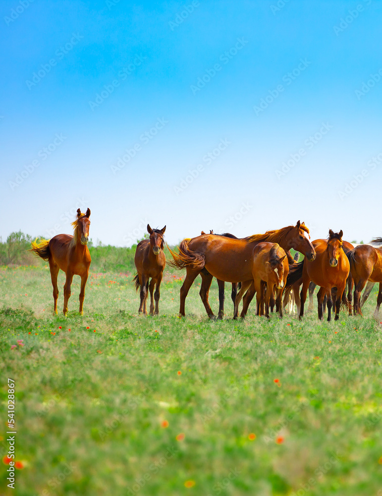 Fototapeta premium A herd of horses graze in the meadow in summer and spring, the concept of cattle breeding, with space for text.
