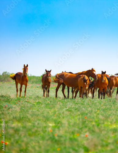 A herd of horses graze in the meadow in summer and spring  the concept of cattle breeding  with space for text.