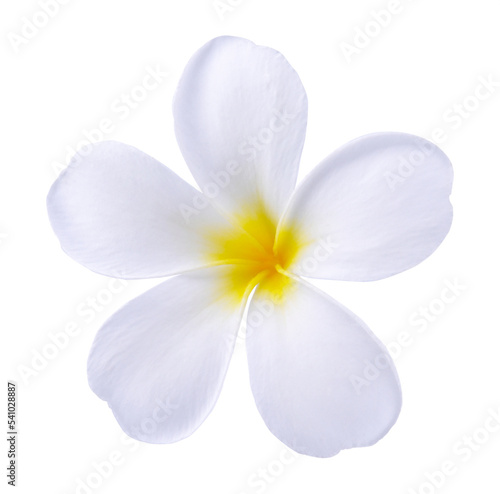 Blooming phumelia or Champa flower or Hawai flower isolated with clipping path on white background