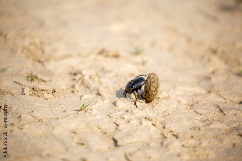 A scarab beetle rolls a ball of dung through the desert of Egypt. Dung beetle rolling a dung ball. Insect life, wildlife. A scarab beetle rolls a ball of dung through the desert of Egypt. Dung beetle rolling a dung ball. Insect life, wildlife.