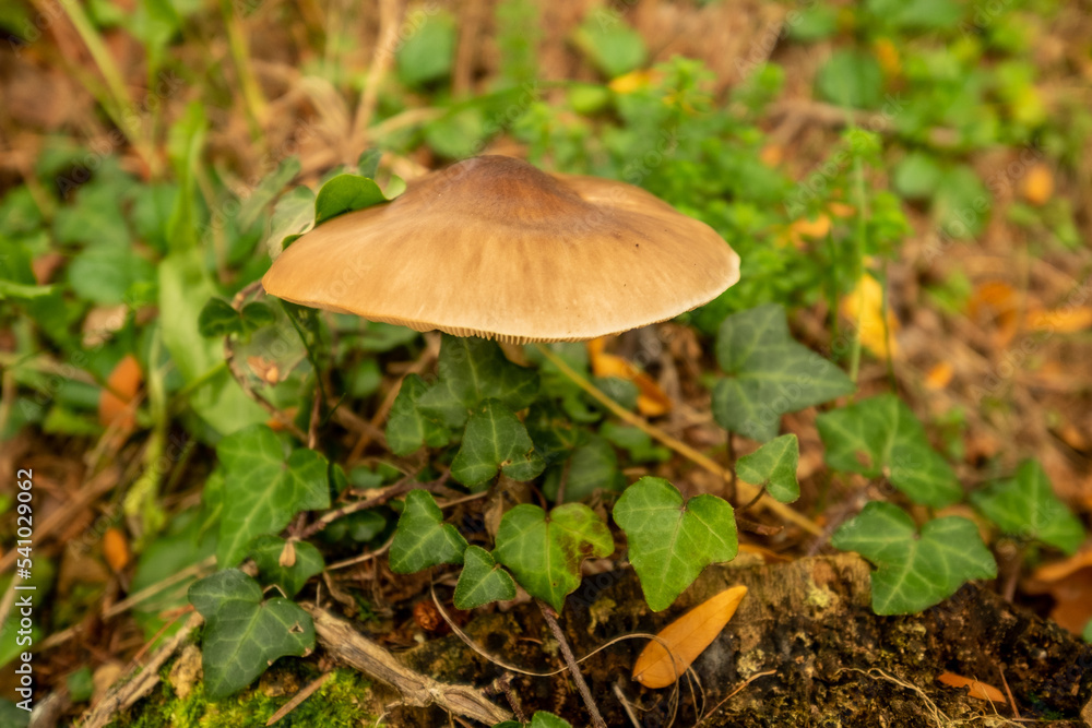 fresh Honey Fungus mushrooms in top view fresh Honey Fungus mushrooms in top view