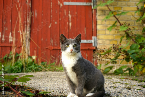 Grey Cat infront of red barndoor photo