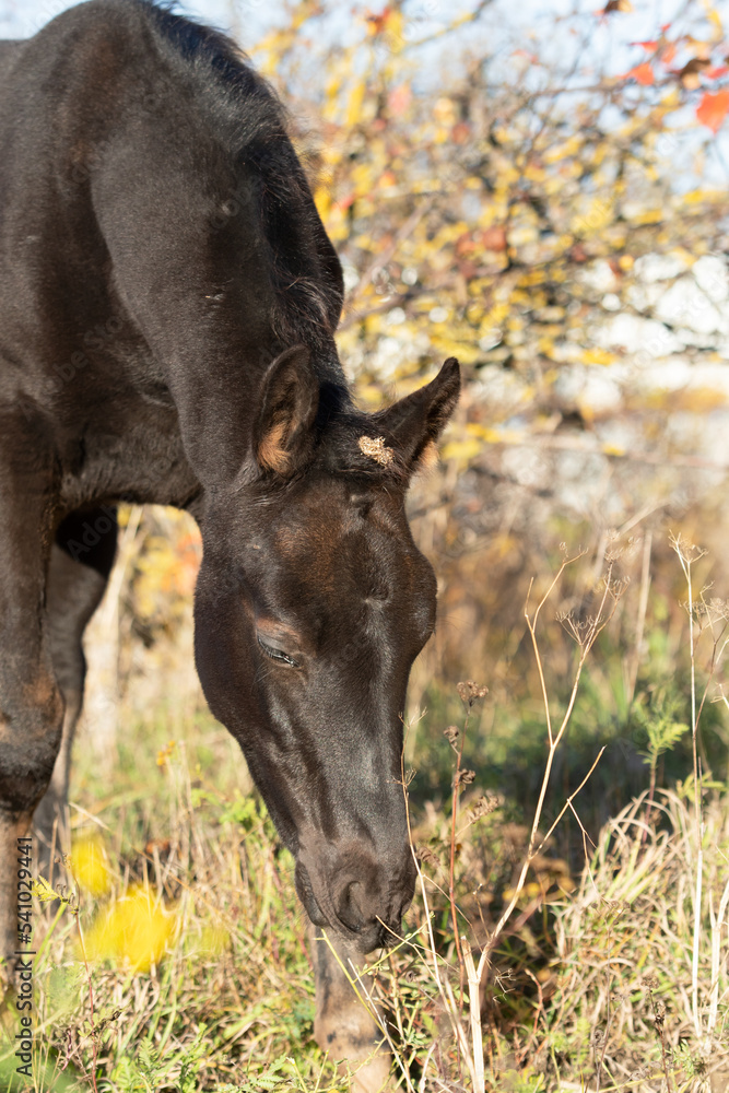 portrait of black colt posing sunny autumn day . farm life portrait of black colt posing sunny autumn day . farm life