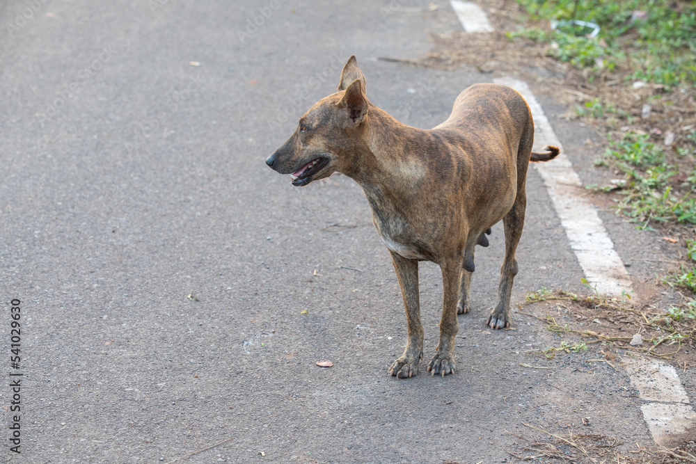 Fototapeta premium The Indian pariah dog, also known as the Indian native dog.