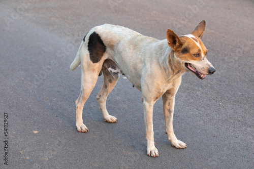 The Indian pariah dog, also known as the Indian native dog.