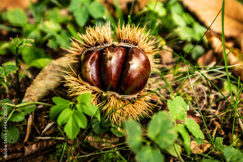 Ripe chestnuts close up. Sweet raw chestnuts. Husked chestnuts and chestnuts with skin. Organic food. Food background. Healthy eating. Healthy lifestyle. Protein source. View from above Ripe chestnuts close up. Sweet raw chestnuts. Husked chestnuts and chestnuts with skin. Organic food. Food background. Healthy eating. Healthy lifestyle. Protein source. View from above