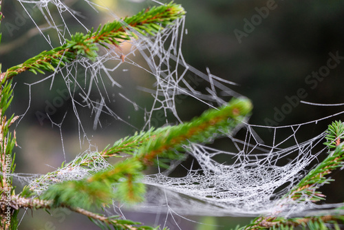 Beautiful close-up shot of an wet spiderweb hanging in a tree