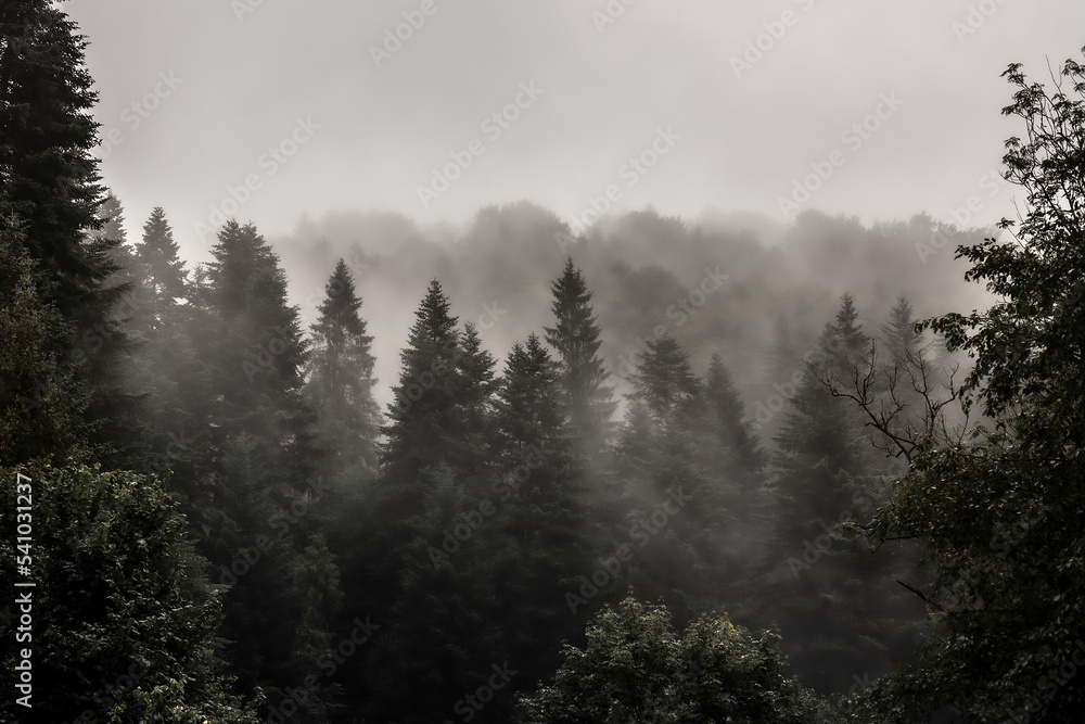 Misty forest