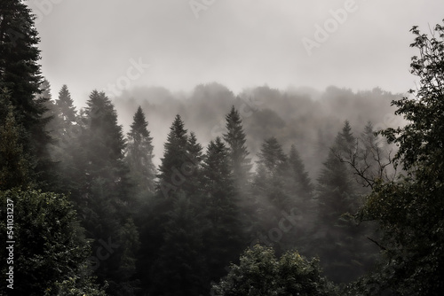 Fototapeta Naklejka Na Ścianę i Meble -  Misty forest
