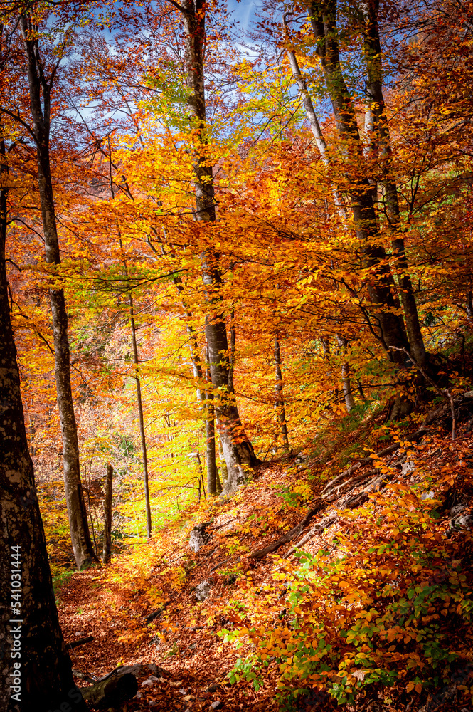 Autumn in Buila Vanturarita National Park, Carpathian Mountains, Romania. Vivid fall colors in forest. Colorful Autumn Leaves. Green, yellow, orange, red. Autumn in Buila Vanturarita National Park, Carpathian Mountains, Romania. Vivid fall colors in forest. Colorful Autumn Leaves. Green, yellow, orange, red.