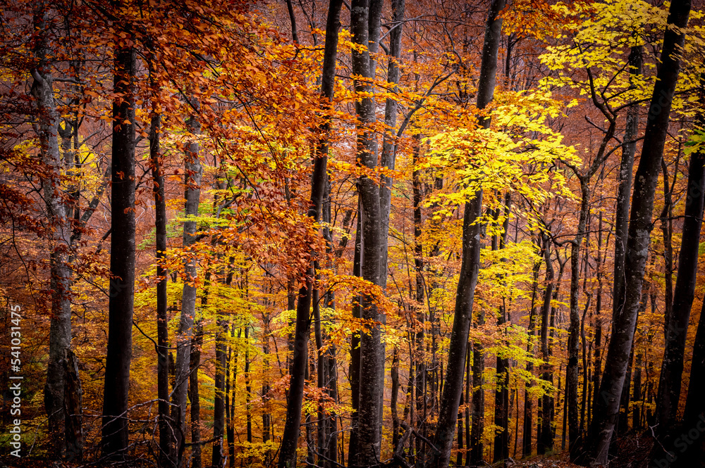 Fototapeta premium Autumn in Buila Vanturarita National Park, Carpathian Mountains, Romania. Vivid fall colors in forest. Colorful Autumn Leaves. Green, yellow, orange, red.
