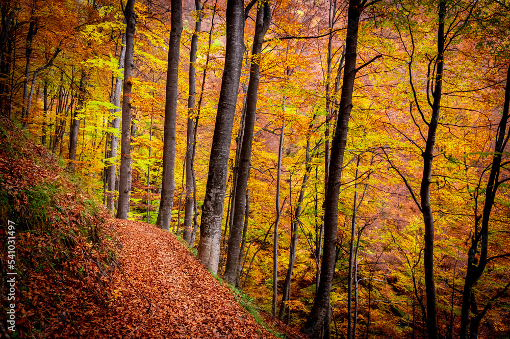 Fototapeta premium Autumn in Buila Vanturarita National Park, Carpathian Mountains, Romania. Vivid fall colors in forest. Colorful Autumn Leaves. Green, yellow, orange, red.