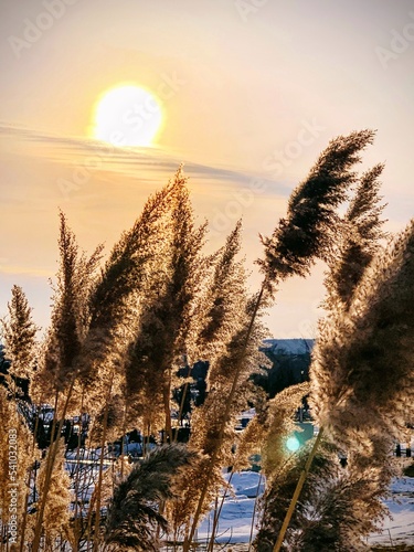 Reed field at sunset