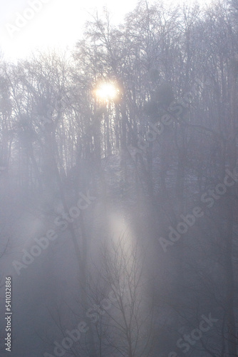 fog in the forest