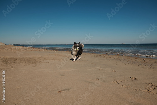 dog plays on the ocean beach. Funny Border collie playing, running, swimming. Lifestyle, active lifestyle, weekends. Boston area, USA. Coast. 