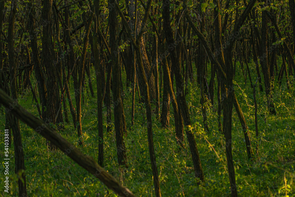 Fototapeta premium trees in the forest