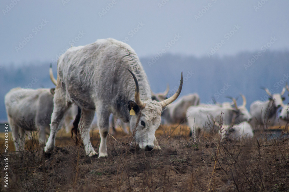 Fototapeta premium a group of cows