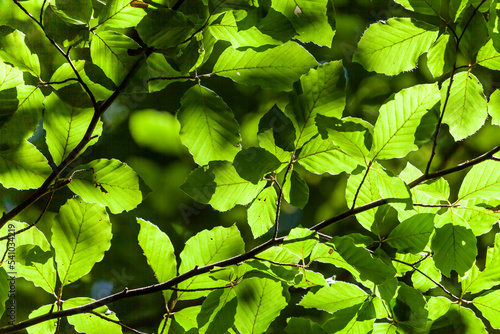 Obraz na płótnie Green leaves of beech w salonie