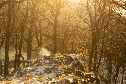 autumn in the forest