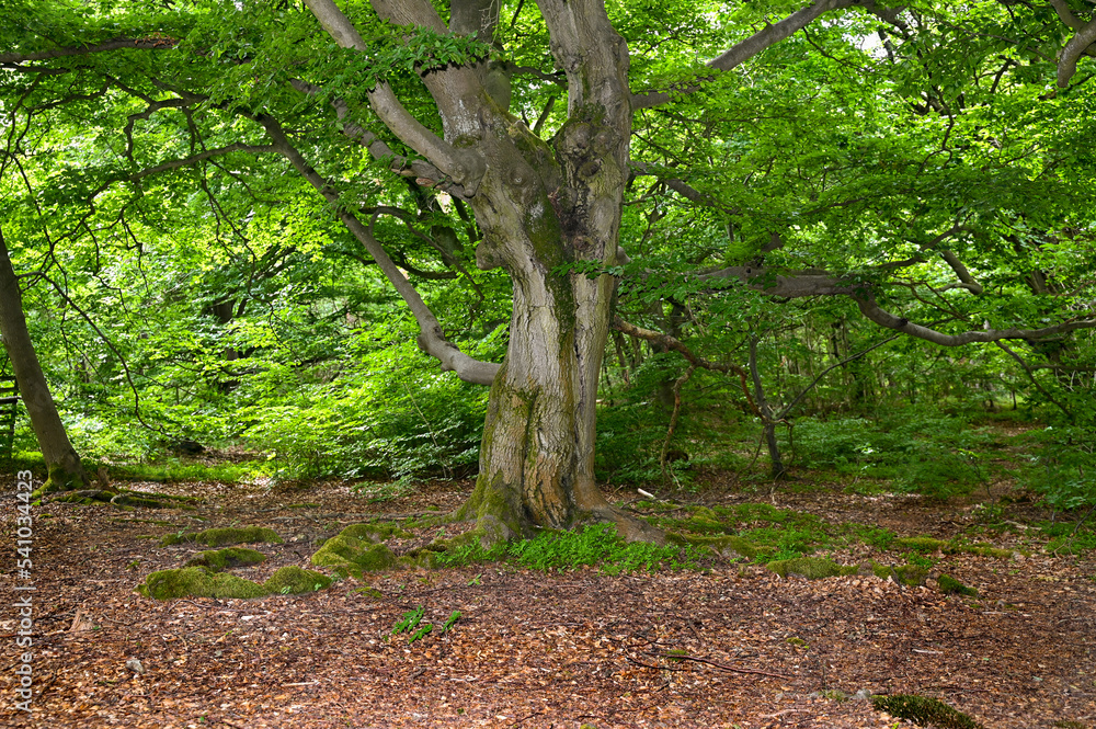 Old gnarled tree Old gnarled tree