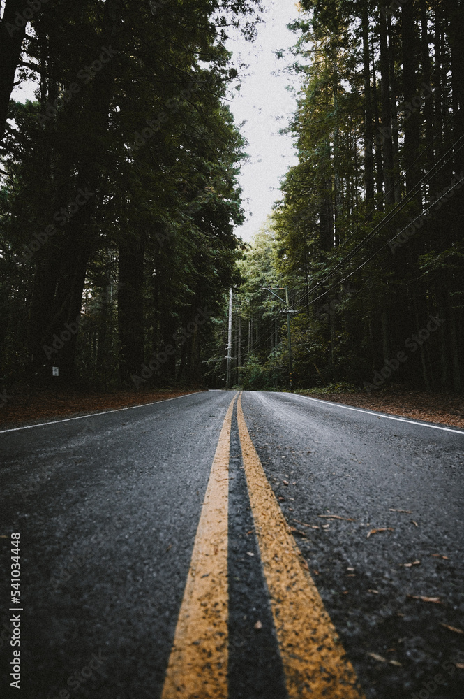 Fototapeta premium Roadway with yellow lines in the forest of California 