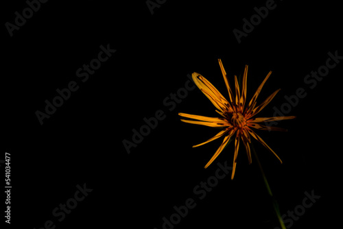 yellow flower on black background