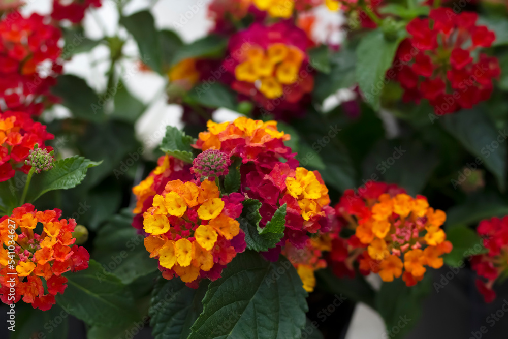 Obraz premium Exotic clusters of yellow and orange bloom of Lantana bush.