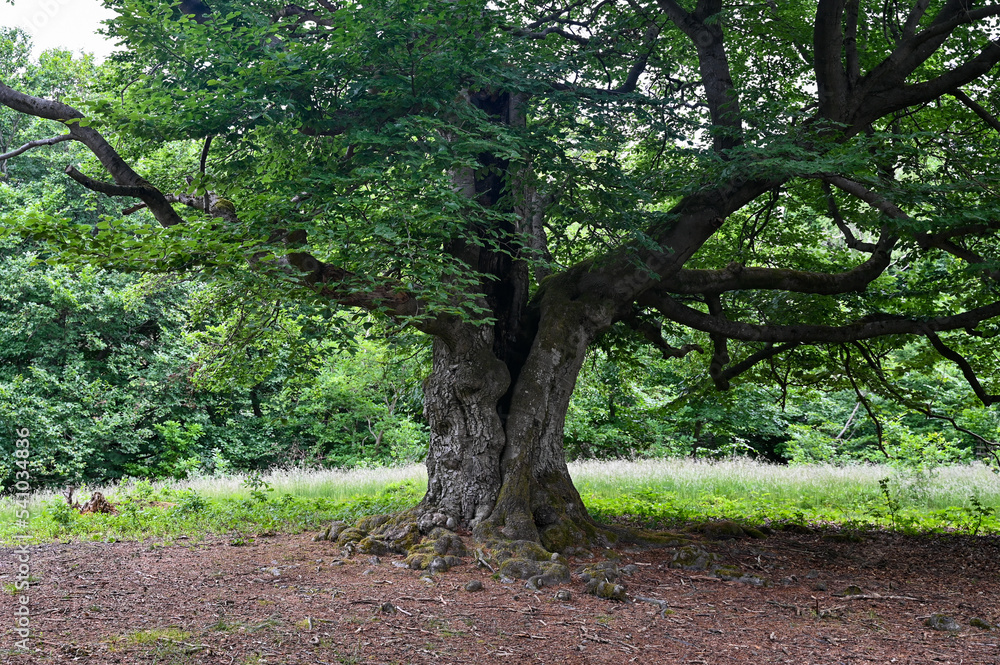 Old gnarled tree, lightning struck the trunk once Old gnarled tree, lightning struck the trunk once