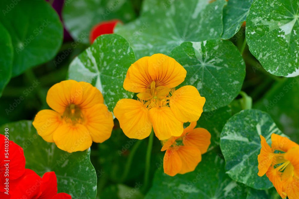 Many bright yellow nasturtium flowers with round leaves. Many bright yellow nasturtium flowers with round leaves.