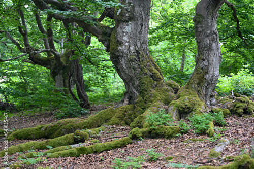 Old gnarled trees with moss covered roots in a forest