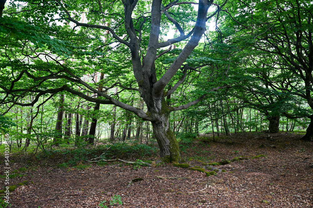 Fototapeta premium Old trees in the forest
