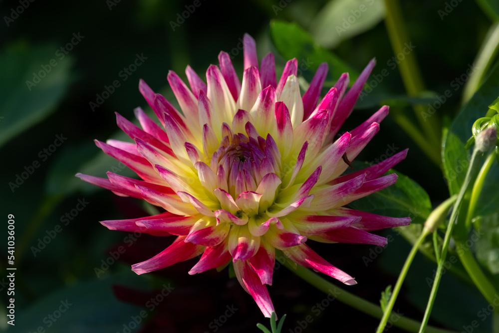 Pink semi cactus dahlia flower, Tahiti sunruse. Pink semi cactus dahlia flower, Tahiti sunruse.