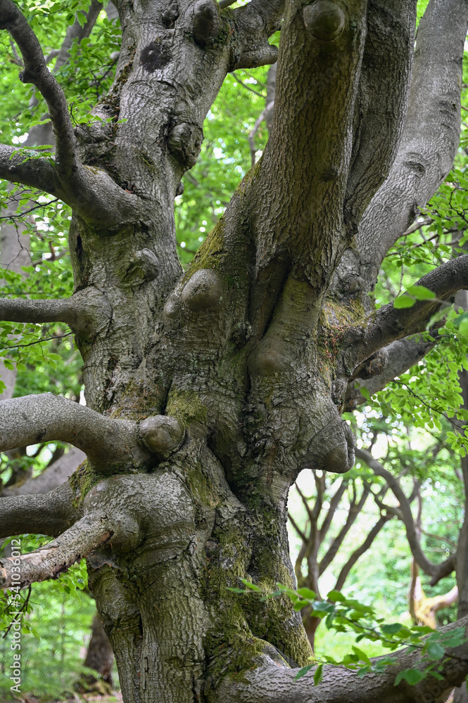 Tubers and branches on an old gnarled tree Tubers and branches on an old gnarled tree