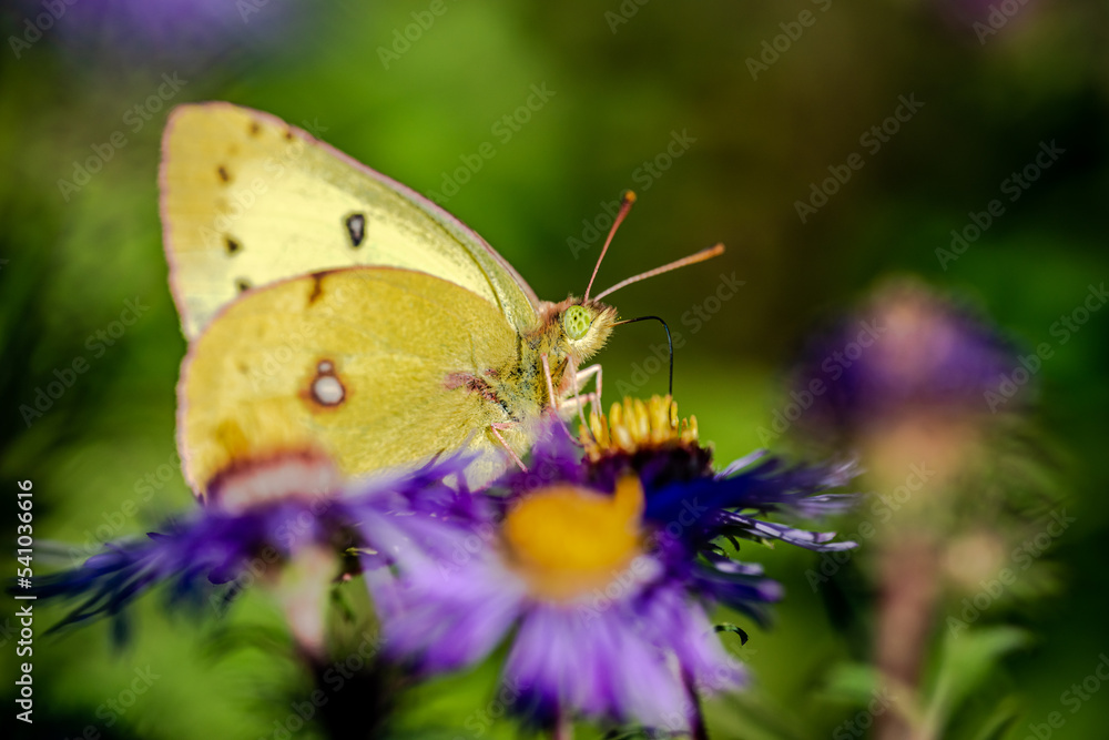 Butterfly on the blue flowers, close-up Butterfly on the blue flowers, close-up